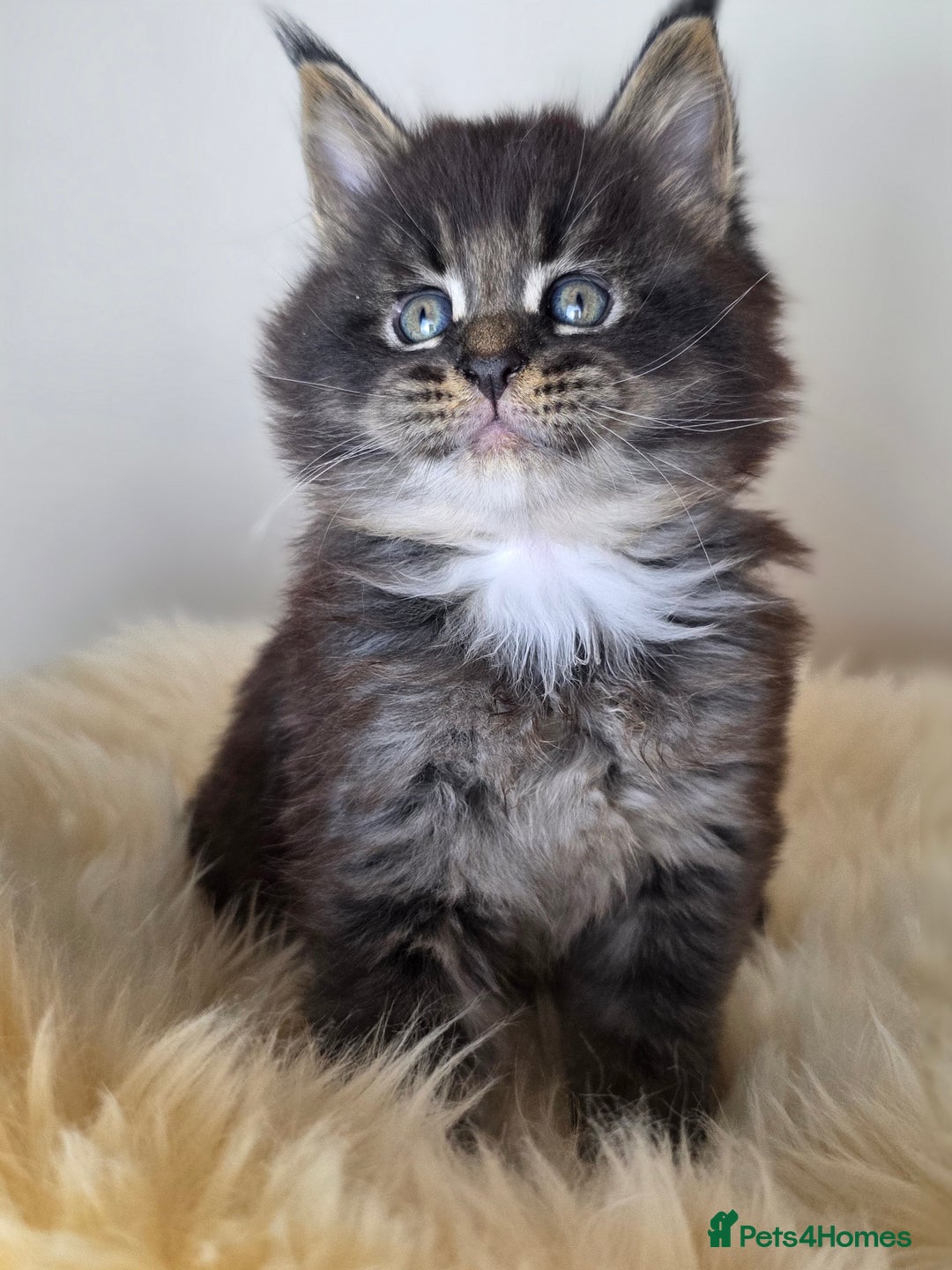 Maine Coon cats for sale: Maine Coon Kittens from Health Tested Parents. - Image 6