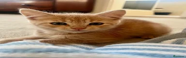 Ragdoll 1