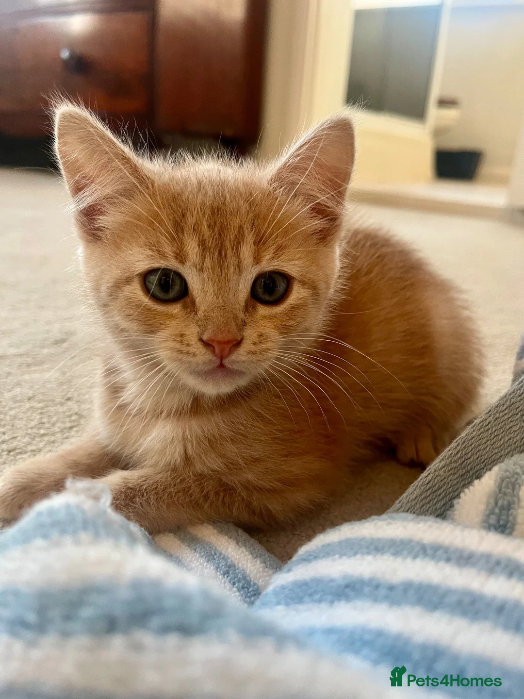 Ragdoll cats for sale: Handsome very affectionate ginger boy kitten  - Advert 2
