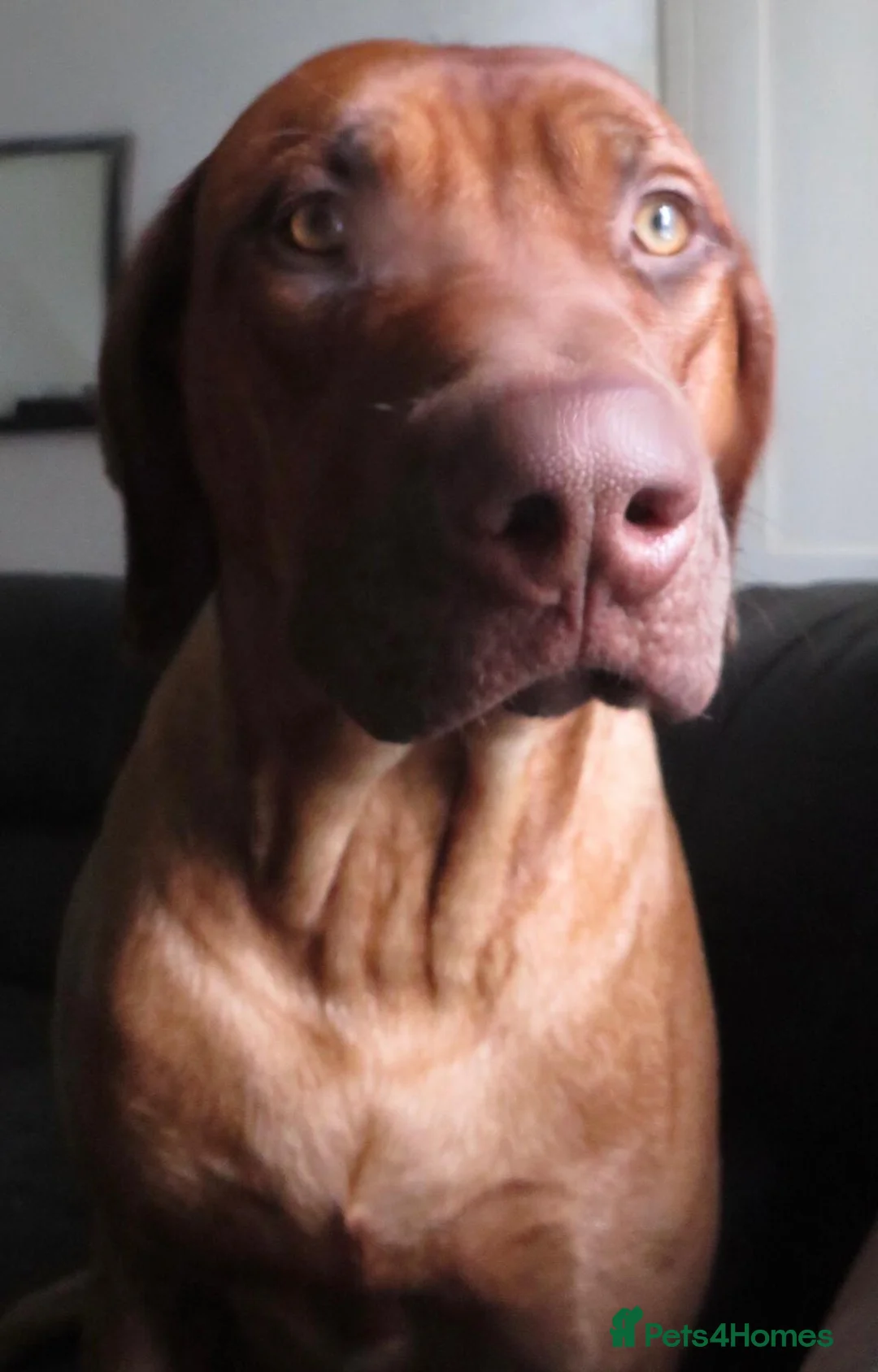 Rhodesian Ridgeback dogs for stud: Fully health tested proven KC stud  in Rotherham - Advert 2