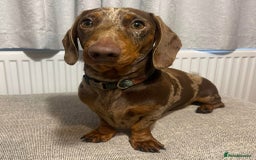 Miniature Dachshund dogs for stud: Chocolate Dapple for Stud - Image 8