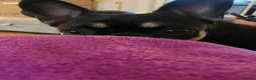 Frug dogs for sale: Female Frug - Advert 13