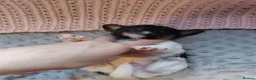 Jack Russell dogs for sale: Full jack russle pups  - Advert 7