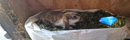 French Lop rabbits for sale: French lop babies for sale - Advert 4