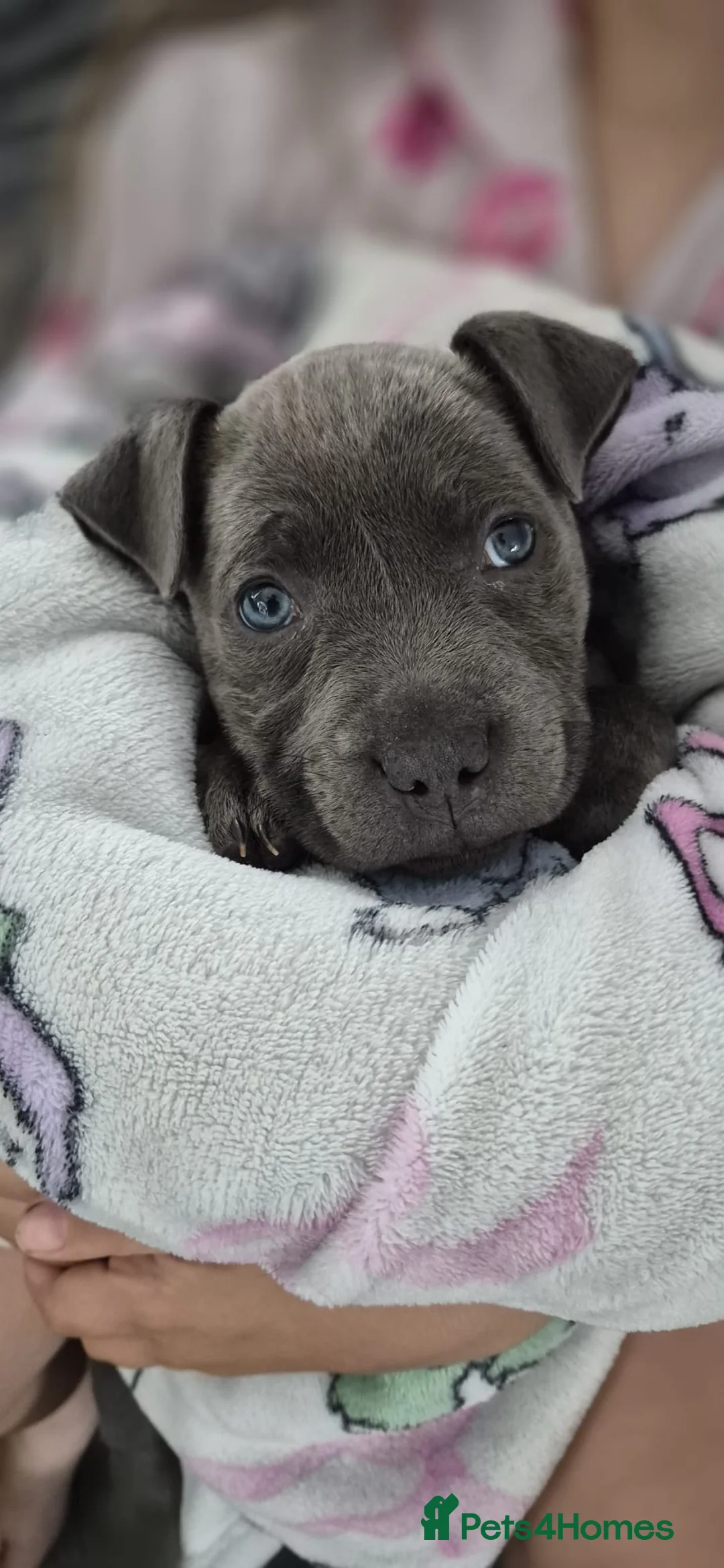 Staffordshire Bull Terrier dogs for sale: Blue staffy girl in Clacton-on-Sea - Advert 1