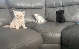 British Shorthair cats for sale: Stunning British shorthair kittens  - Image 1
