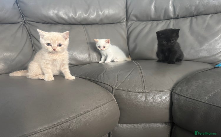 British Shorthair cats for sale - Advert 2