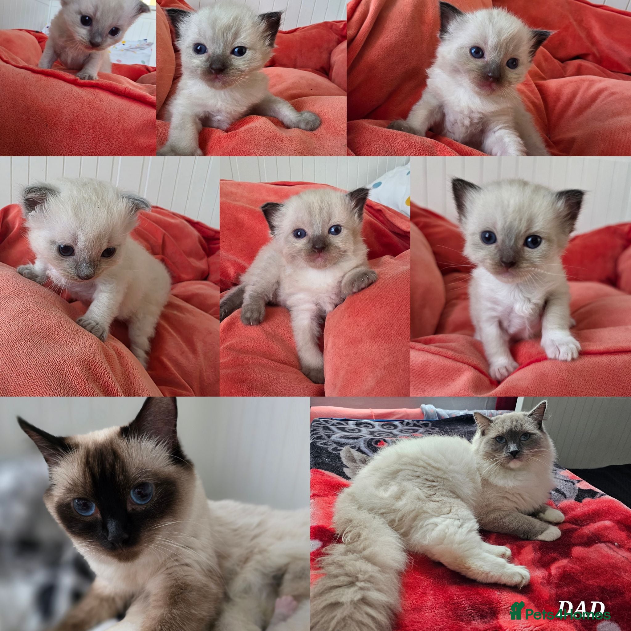 Ragdoll cats Ragdolls kittens. - Advert 1