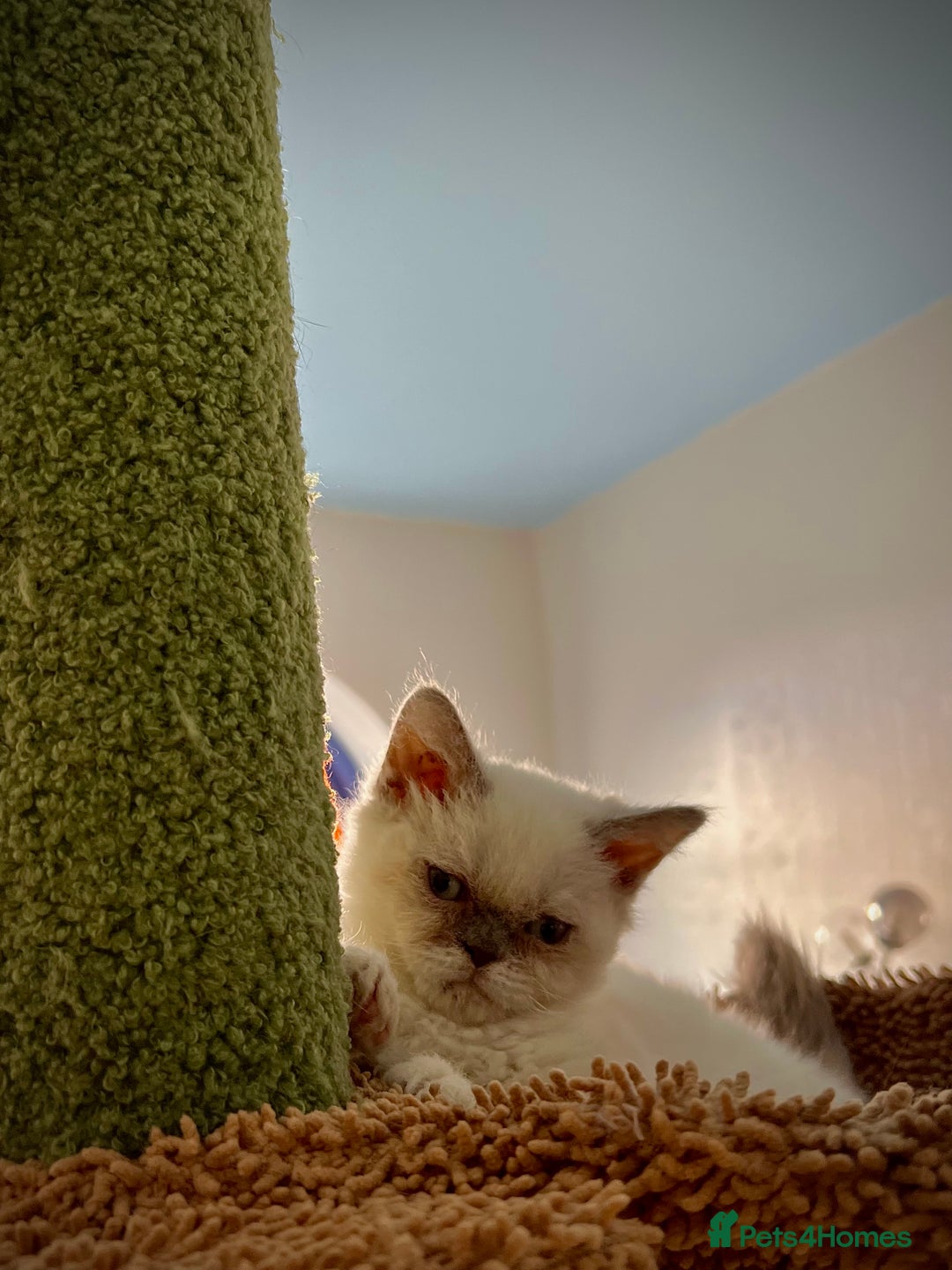 Selkirk Rex cats for sale: SELKIRK REX KITTENS  😻 - Advert 2