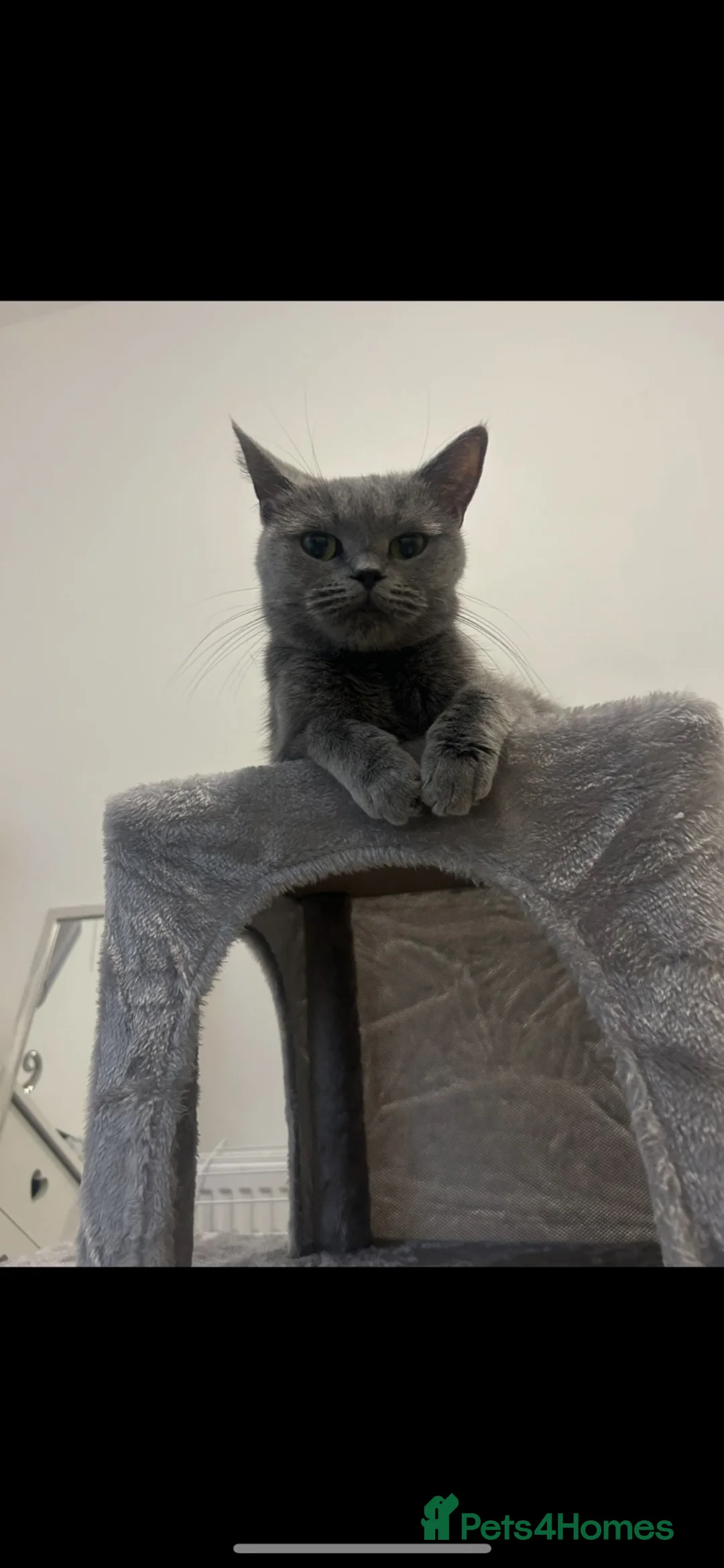 British Shorthair cats for sale: British short hair kittens in London - Advert 1