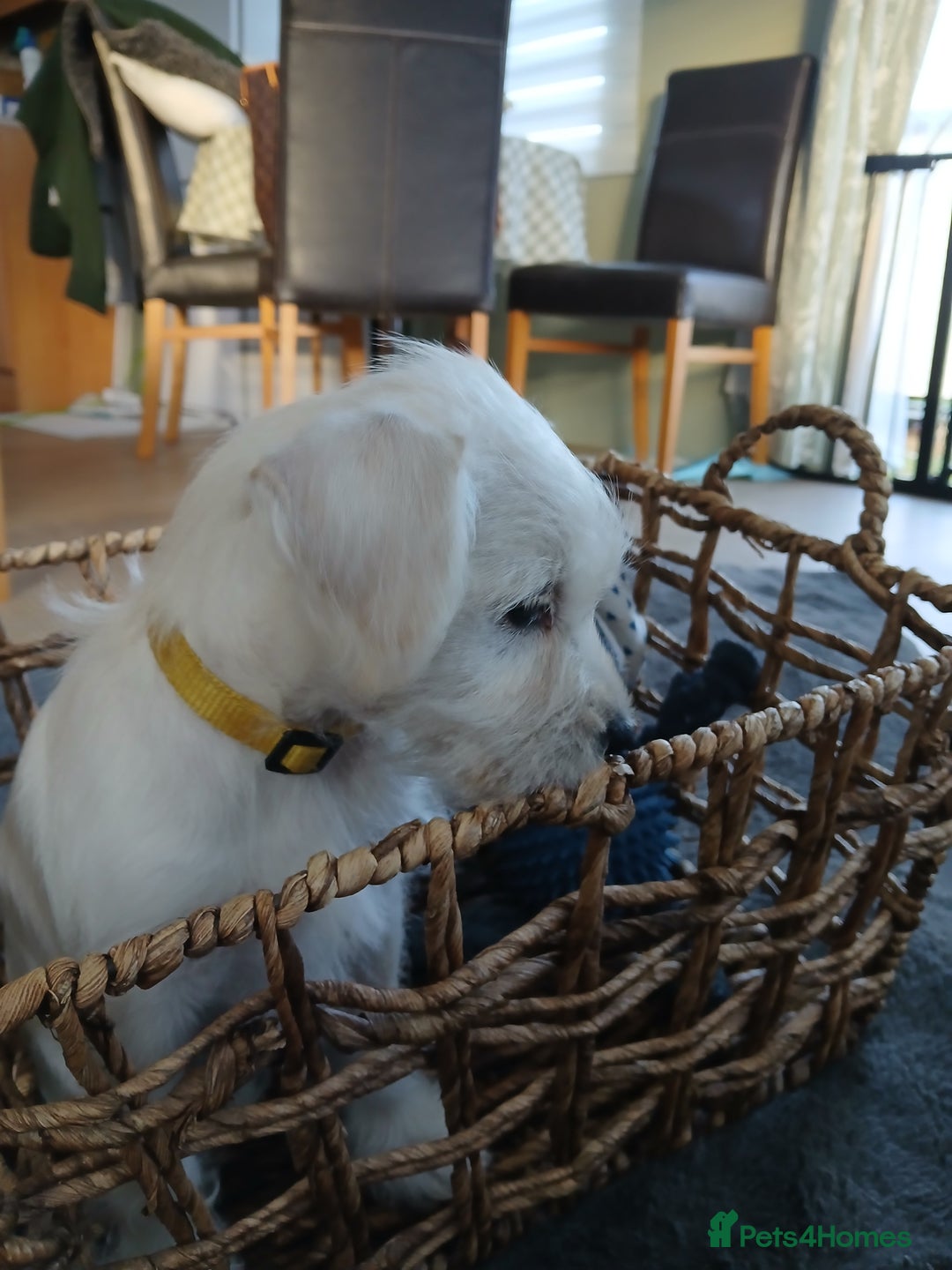 Miniature Schnauzer dogs for sale: Adorable white schnauzer puppy-last one left now  - Image 10