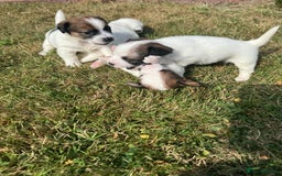 Jack Russell dogs for sale: Pedigree Jack Russell Puppies  - Image 26