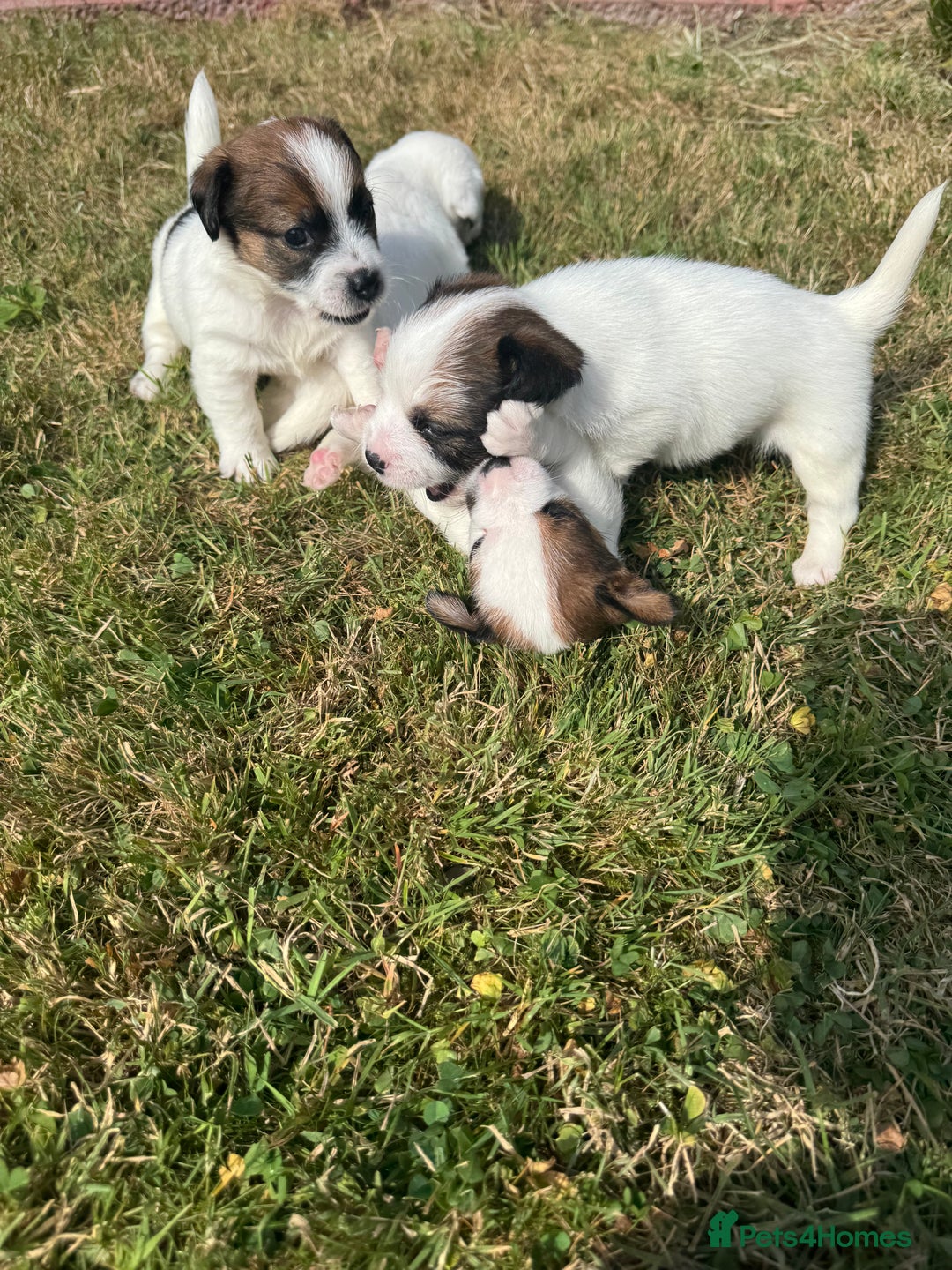 Jack Russell dogs for sale: Pedigree Jack Russell Puppies  - Image 26