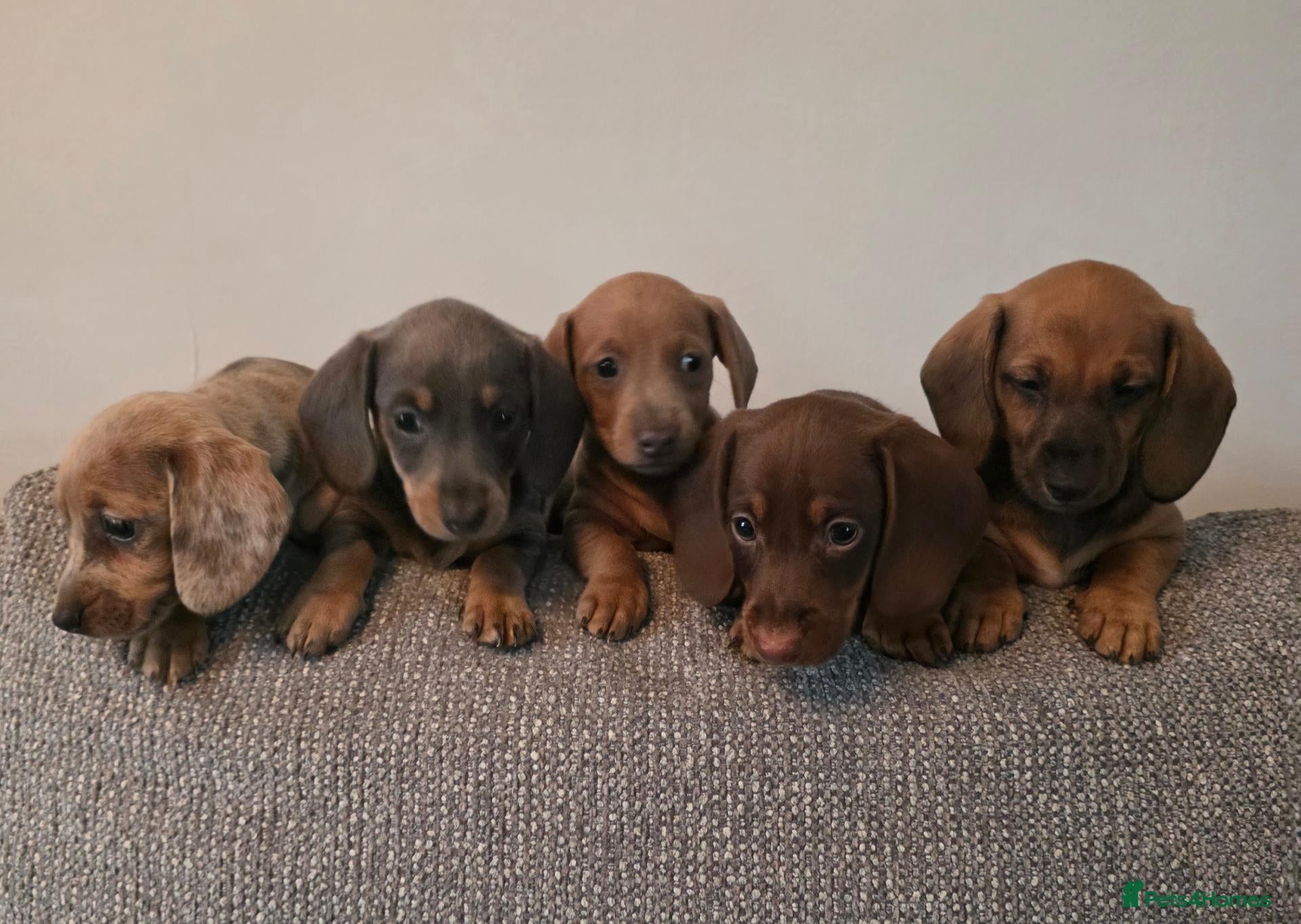 Miniature Dachshund dogs Miniature dachshunds  - Advert 14