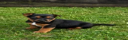 Jack Russell dogs for sale: Gorgeous Jack Russell puppies - Advert 4