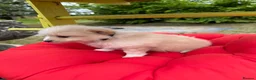 Pomeranian dogs for sale:  April fools Pomeranian puppies - Advert 9