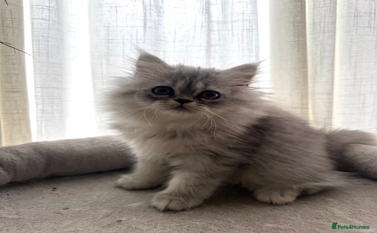 Persian cats - Advert 8