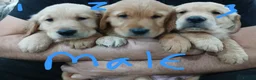 Golden Retriever dogs for sale: Chunky KC registered golden retrievers  - Advert 4