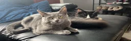 Mixed Breed cats for sale: Loving Forever Home Wanted for Our Beautiful cats - Advert 18