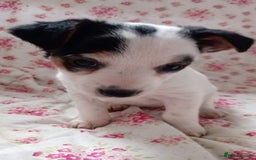 Jack Russell dogs for sale: Rough Coated Jack Russel Pups. - Image 2
