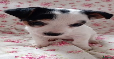 Jack Russell dogs - Advert 9