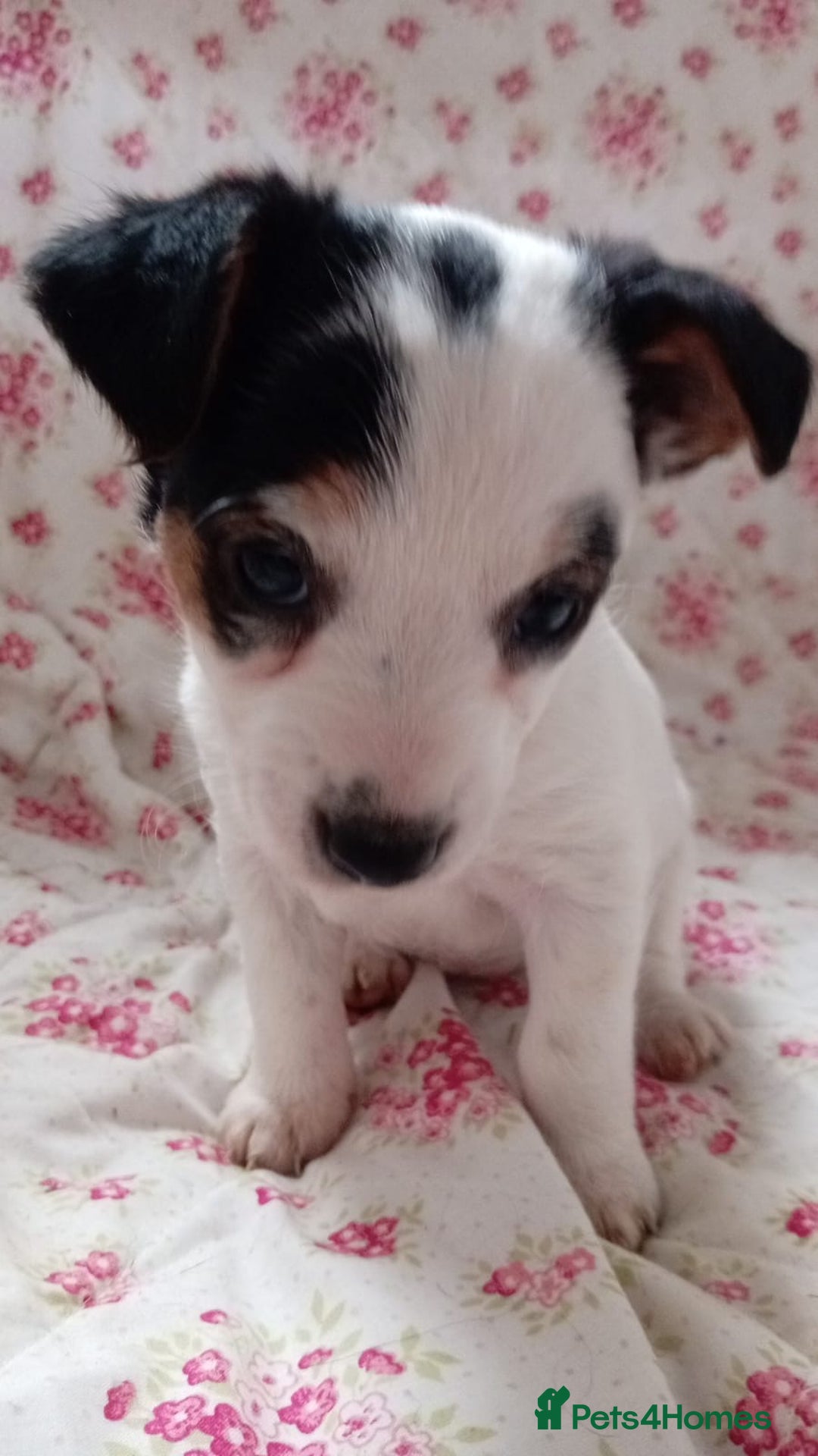 Jack Russell dogs for sale: Rough Coated Jack Russel Pups. - Image 2