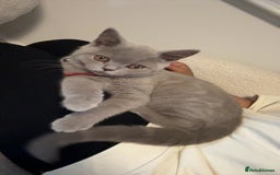 British Shorthair cats for sale: British shorthair  - Image 3