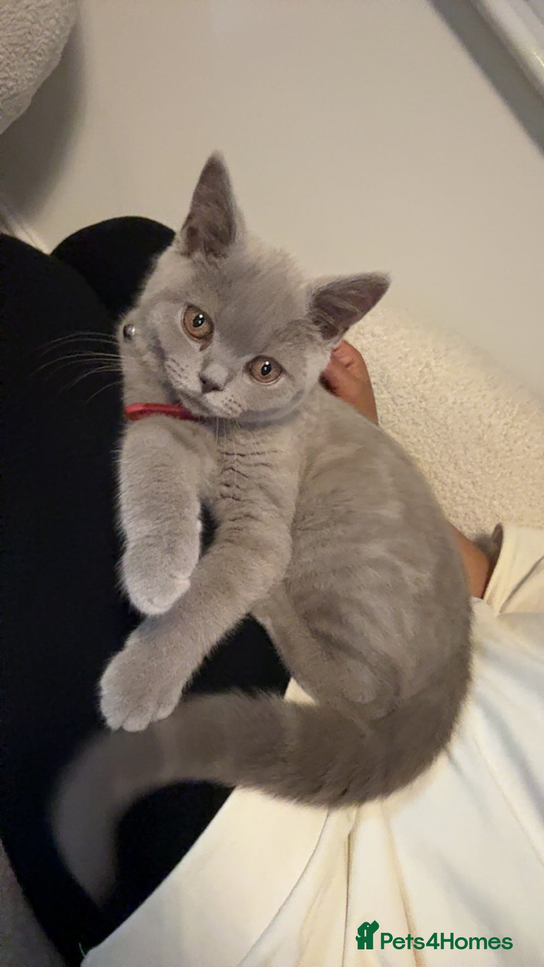British Shorthair cats for sale: British shorthair  - Image 3