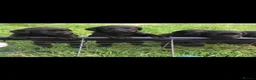Labrador Retriever dogs for sale: Fantastic Labrador Pups - Advert 7