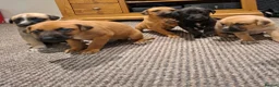 Belgian Shepherd Dog dogs for sale: 5 Dutch Shepard x Belgian malinois puppies in Salisbury - Advert 3