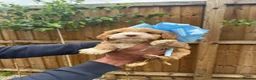 Cockapoo dogs for sale: Cockapoo F1 Gorgeous Puppies 🐶❤️ - Advert 7