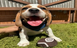 Beagle dogs for sale: Beagle puppies ready for their new home. - Image 4