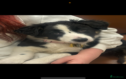 Border Collie dogs for sale: Border collie female  - Advert 2