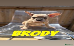 French Bulldog dogs for sale: French bulldog males left - Image 3