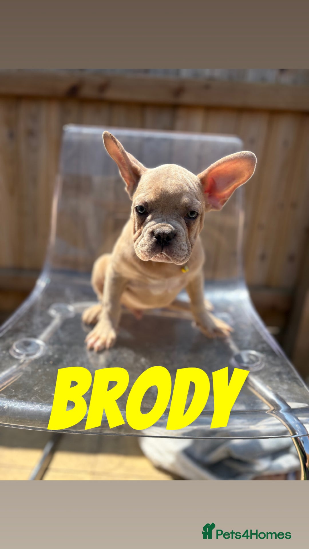 French Bulldog dogs for sale: French bulldog males left - Image 3