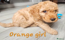Cockapoo dogs for sale: Beautiful F2 cockapoos  - Image 4