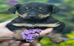 Mixed Breed dogs for sale: Poodle  x - Image 2