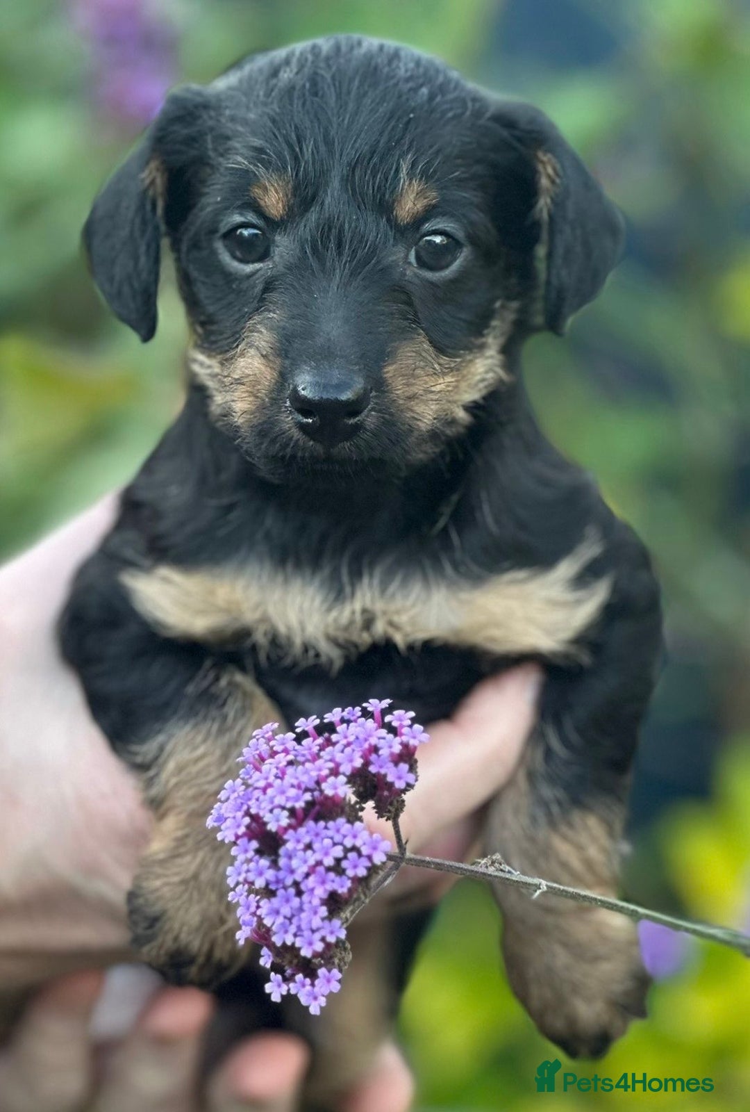 Mixed Breed dogs for sale: Poodle  x - Image 2