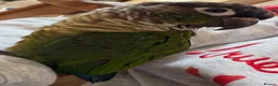 Conures birds for sale: Male green cheeked conure needing new home - Advert 7