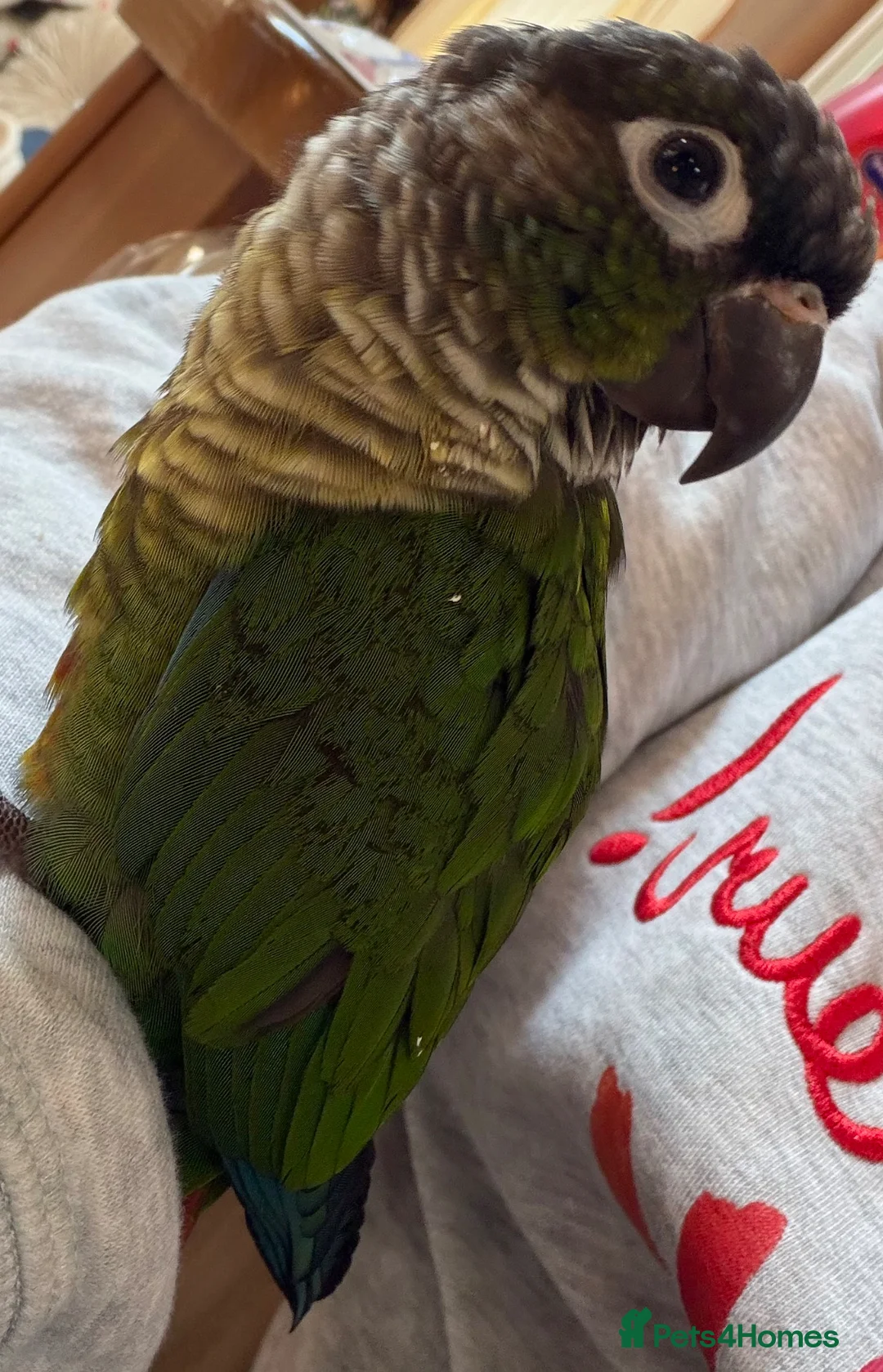 Conures birds for sale: Male green cheeked conure needing new home - Advert 7