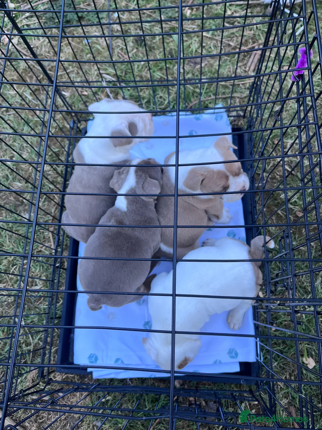 Olde English Bulldogge dogs for sale: Blue eyed Old English bulldog puppy’s  - Advert 1