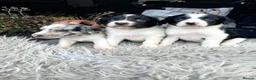 Sprollie dogs for sale: ⚡️Stunning Sprollie Puppies⚡️ - Advert 5
