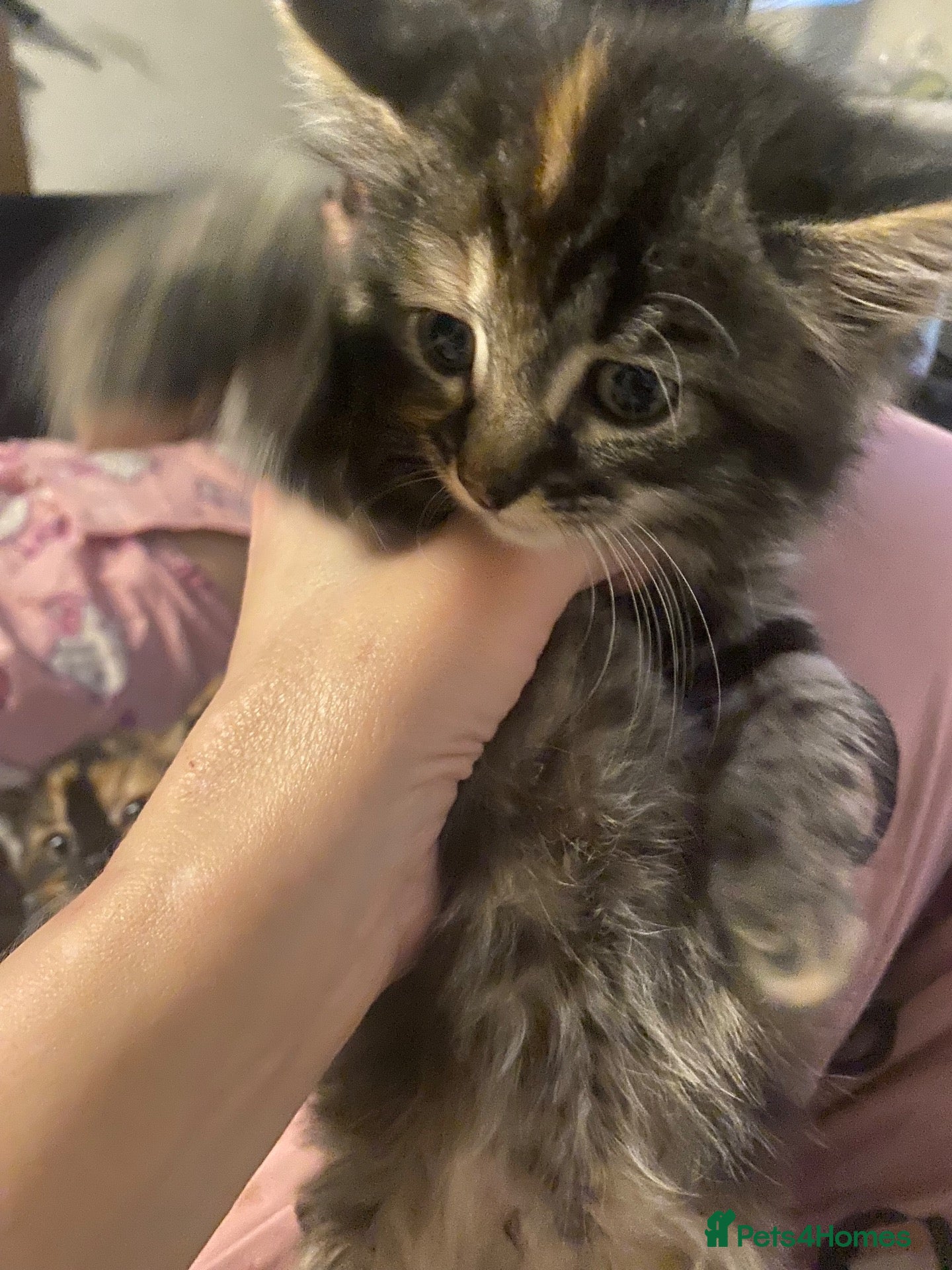 Mixed Breed cats 4 Kittens for sale - Advert 4