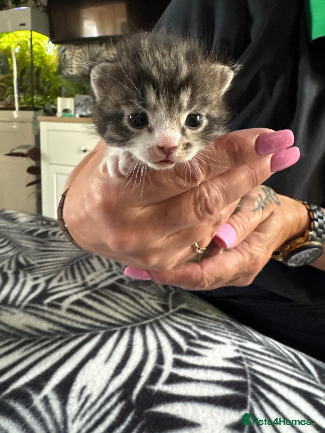 Mixed Breed cats for sale: kittens for sale!  - Image 4