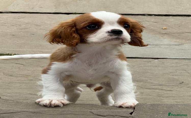 Cavalier King Charles Spaniel dogs in Airdrie - Advert 3