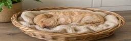 Cockapoo dogs for sale: 1 F1BB Health Tested Toy Cockapoo Left!  - Advert 23