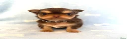 Chihuahua dogs for sale: Chocolate longhaired Chihuahua boy in Potters Bar - Advert 1