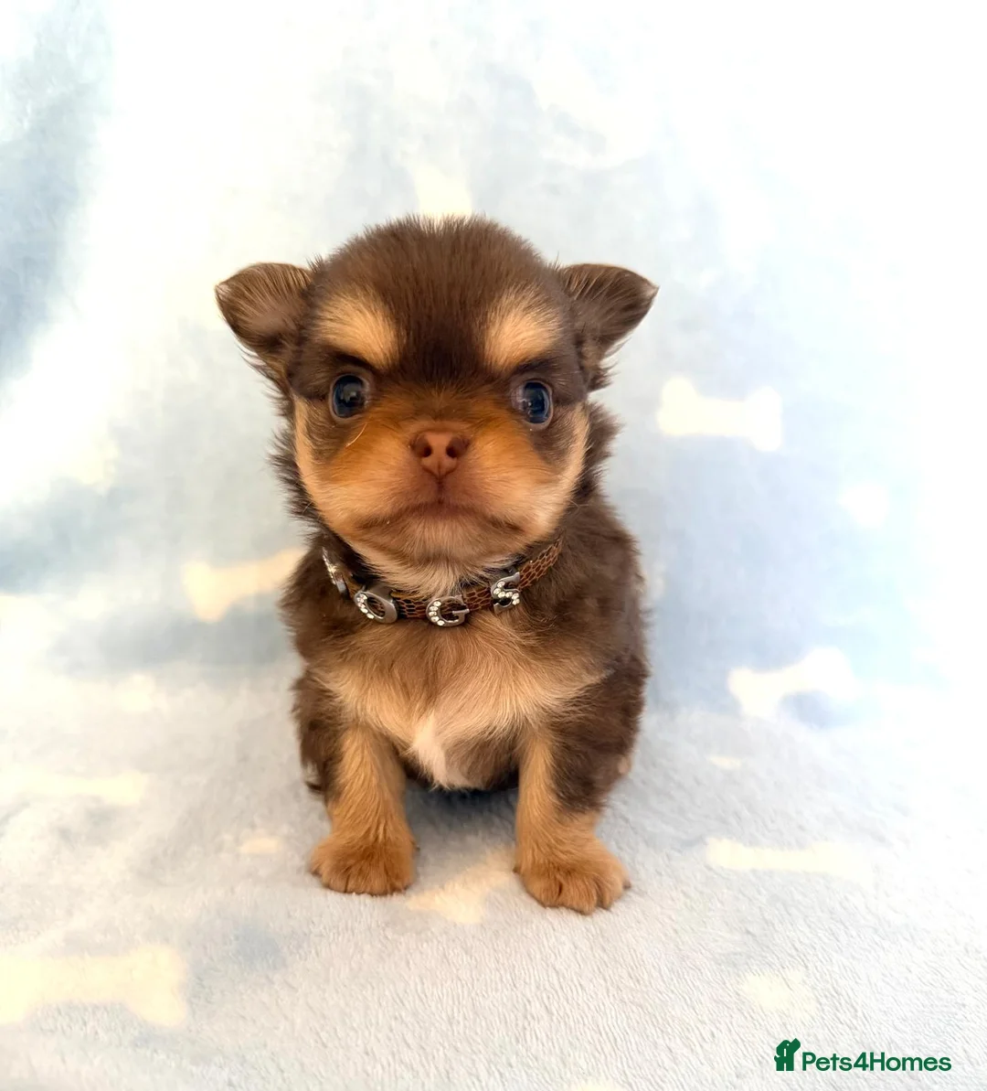 Chihuahua dogs for sale: Chocolate longhaired Chihuahua boy in Potters Bar - Advert 1