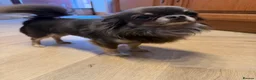 Chihuahua dogs for sale:  2 TINY LONGHAIRED CHIHUAHUA PUPPIES  - Advert 9