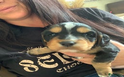 Cocker Spaniel dogs for sale: Cocker Spaniel pups for sale  - Image 11